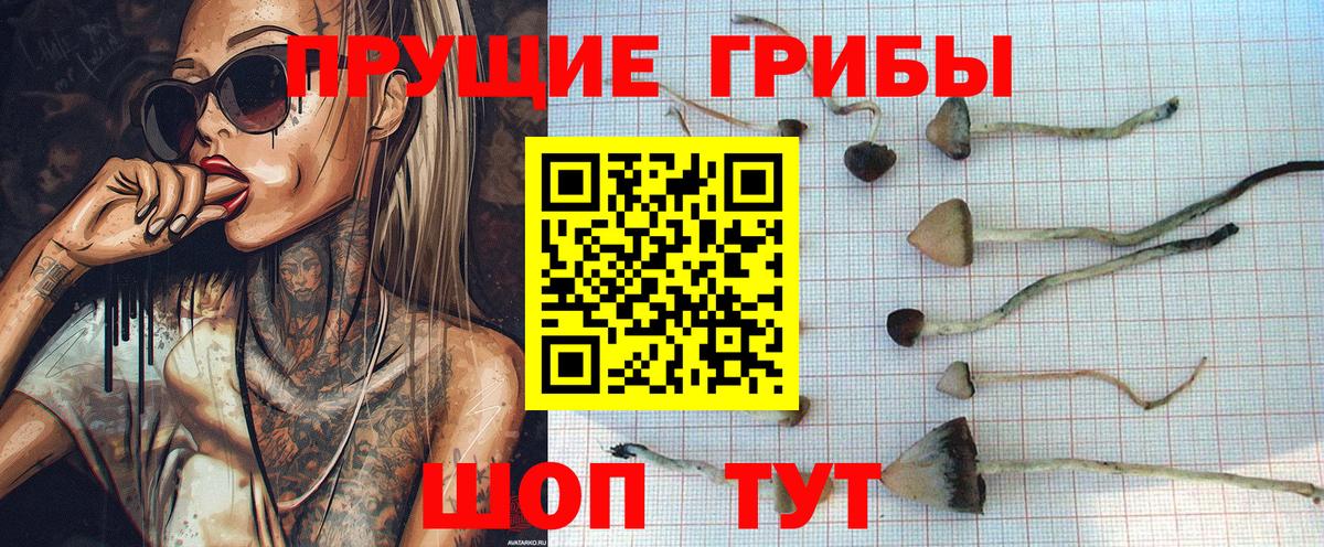 Галлюциногенные грибы Psilocybe  Псилоцибиновые грибы Cubensis  Дедовск  Вход с VPN 